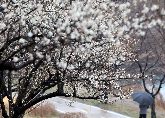 비가 내린 18일 서울 성동구 하동매실거리에 매화가 활짝 피어있다.2026.3.18 연합뉴스