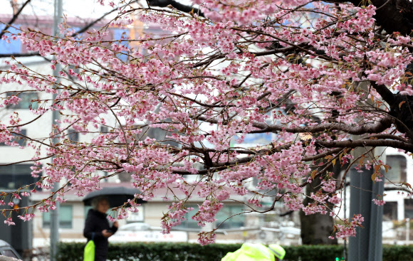 봄비가 내린 18일 부산 연제구 한 주택가에 활짝 핀 벚꽃 앞으로 주민이 우산을 쓰고 지나가고 있다. 2026.3.18 연합뉴스