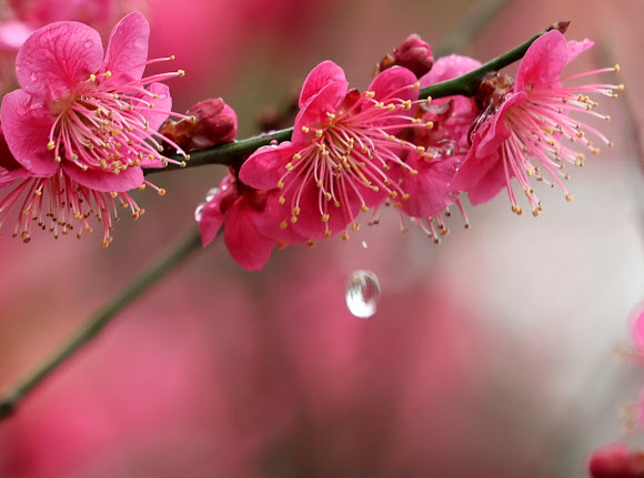 비가 내린 18일 서울 성동구 하동매실거리에 홍매화가 활짝 피어있다.2026.3.18 연합뉴스