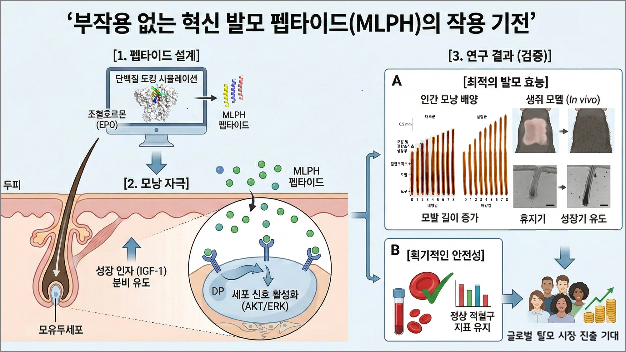 분자모델링 기법을 이용하여 에리트로포이에틴(EPO) 수용체 활성화 구조를 변형시켜 기능을 조절함으로써 부작용을 최소화한 발모 펩타이드 작용 기전

대구경북과학기술원(DGIST) 제공