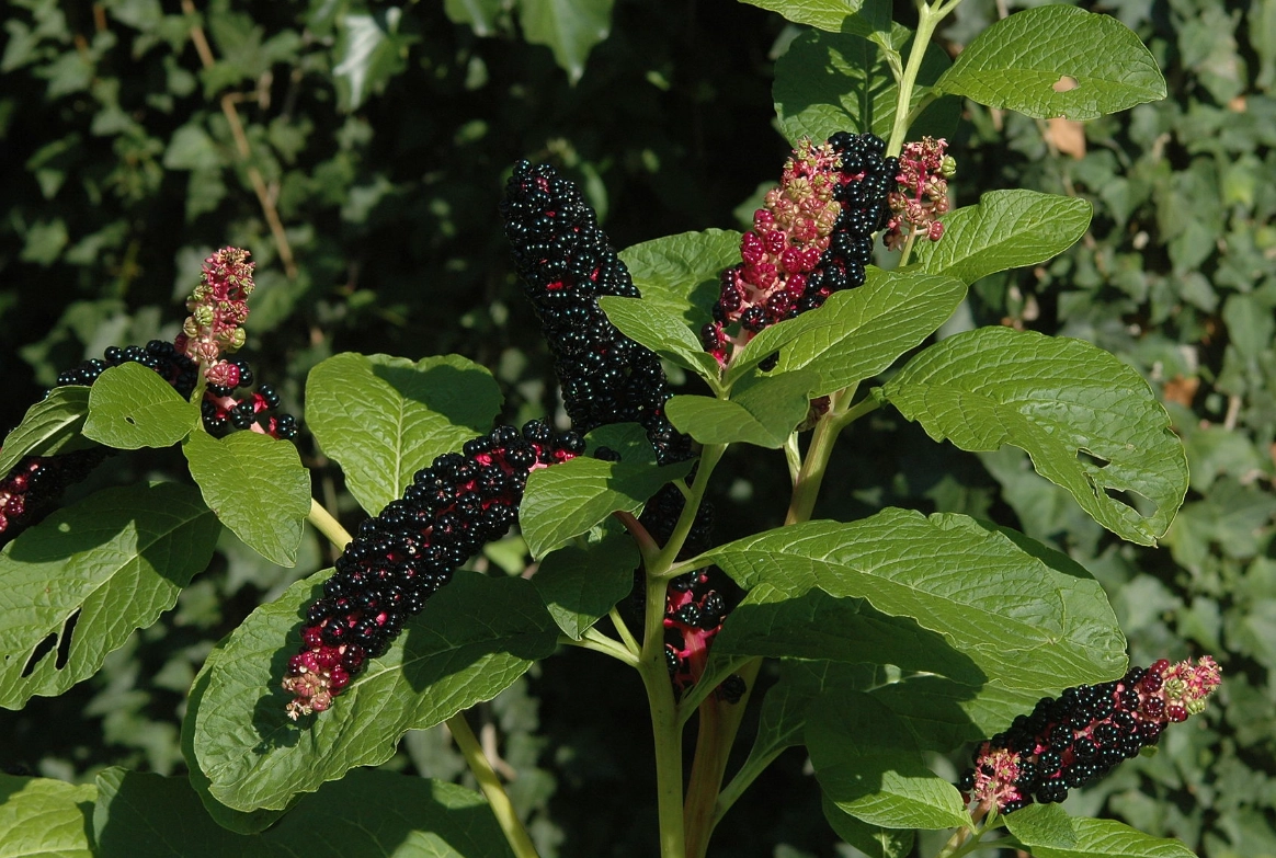 피토라카톡신 관련 이미지. 위키피디아