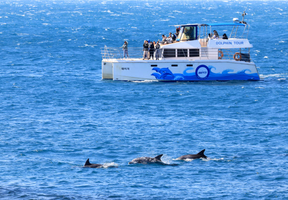 남방큰돌고래의 봄나들이