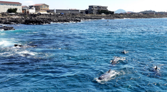 남방큰돌고래의 봄나들이