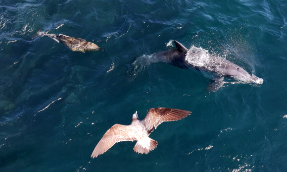남방큰돌고래의 봄나들이
