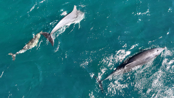 폐어구 떼어낸 남방큰돌고래 ‘쌘돌이’