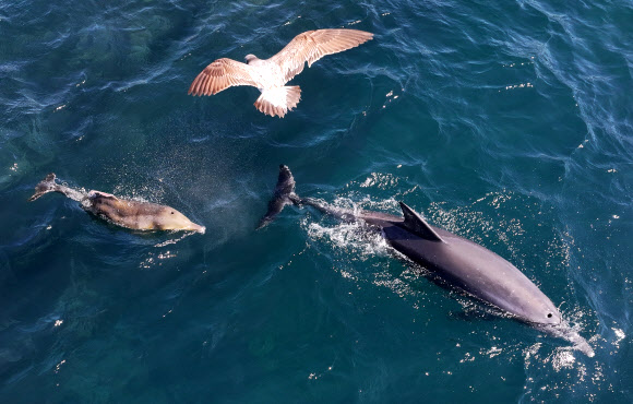 폐어구 떼어낸 남방큰돌고래 ‘쌘돌이’