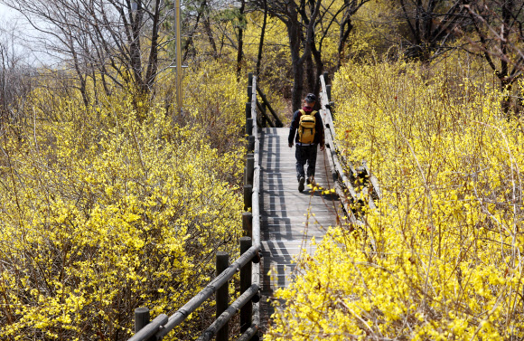 23일 서울 성동구 응봉산에 개나리가 피어있다. 2026.3.23 연합뉴스
