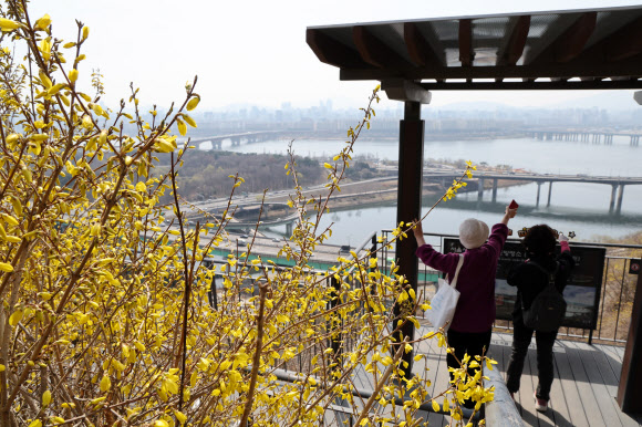 23일 서울 성동구 응봉산에 개나리가 피어있다. 2026.3.23 연합뉴스