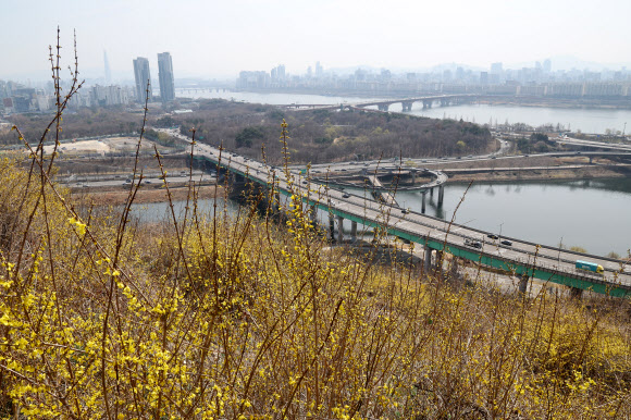 23일 서울 성동구 응봉산에 개나리가 피어있다. 2026.3.23 연합뉴스