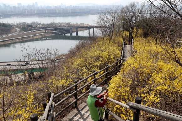 23일 서울 성동구 응봉산에 개나리가 피어있다. 2026.3.23 연합뉴스