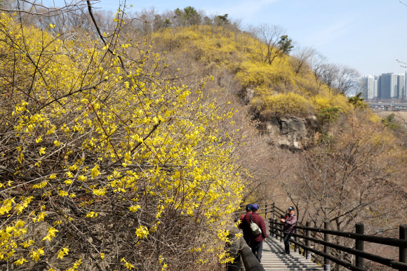23일 서울 성동구 응봉산에 개나리가 피어있다. 2026.3.23 연합뉴스
