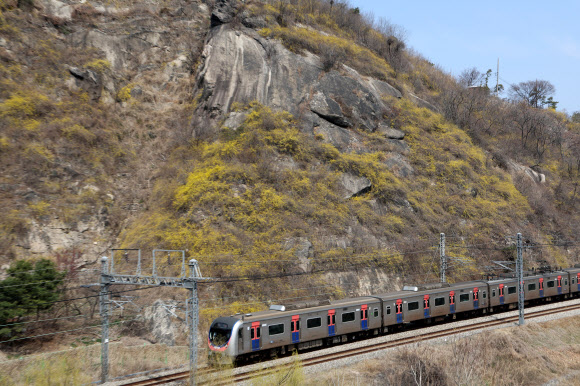 23일 서울 성동구 응봉산에 개나리가 피어있다. 2026.3.23 연합뉴스