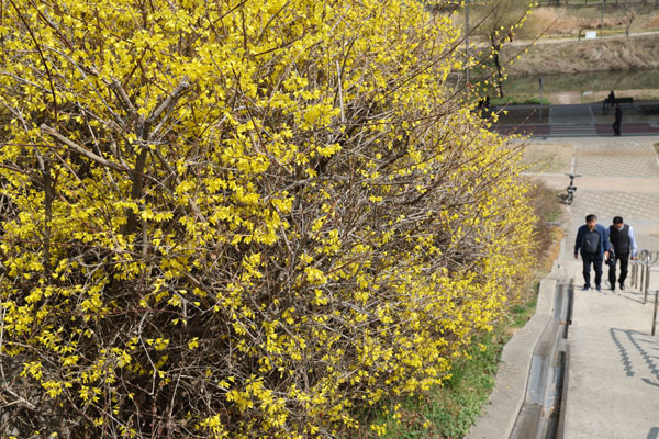 낮 최고 기온이 19도까지 오르며 포근한 봄날씨를 보인 24일 서울 성동구 제2마장교 인근에 노란 개나리가 활짝 피어 있다. 2026.3.24 뉴스1