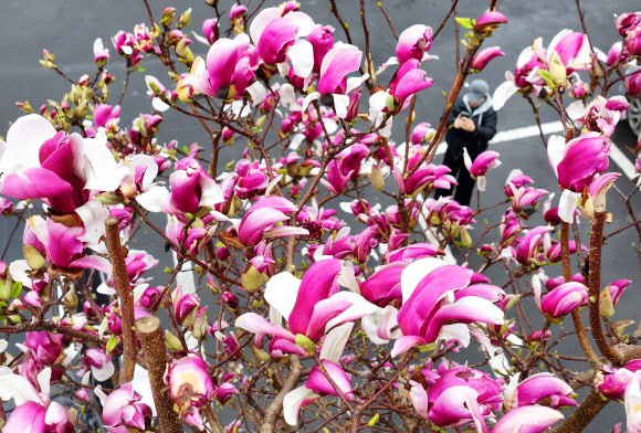 비가 내린 25일 오전 제주시 한경면 저지리에 자목련 꽃이 활짝 피어 오가는 이들의 눈길을 사로잡고 있다. 2026.3.25  연합뉴스