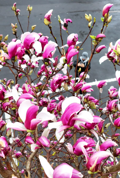 비가 내린 25일 오전 제주시 한경면 저지리에 자목련 꽃이 활짝 피어 오가는 이들의 눈길을 사로잡고 있다. 2026.3.25  연합뉴스