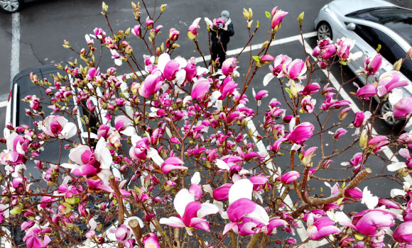비가 내린 25일 오전 제주시 한경면 저지리에 자목련 꽃이 활짝 피어 오가는 이들의 눈길을 사로잡고 있다. 2026.3.25  연합뉴스