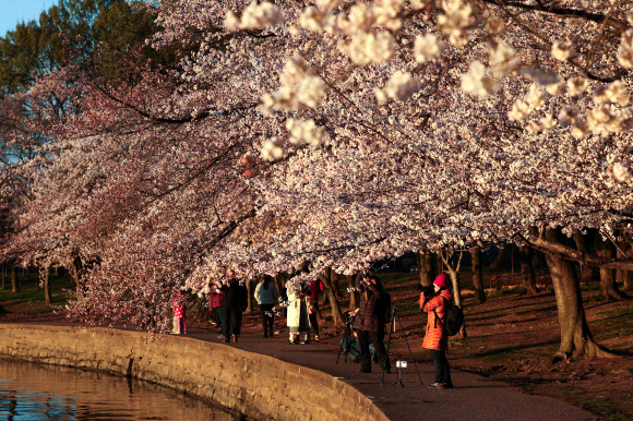 벚꽃이 24일(현지시간) 미국 워싱턴 D.C.의 타이달 베이슨을 따라 만개했다. 국립공원관리청에 따르면 벚꽃은 앞으로 며칠 안에 절정에 달할 것으로 예상된다. 게티 AFP 연합뉴스
