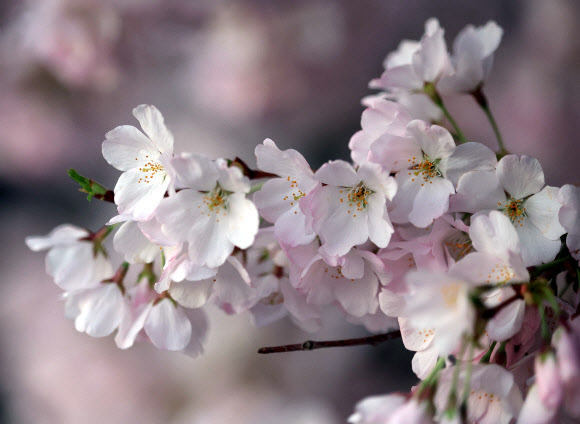 벚꽃이 24일(현지시간) 미국 워싱턴 D.C.의 타이달 베이슨을 따라 만개했다. 국립공원관리청에 따르면 벚꽃은 앞으로 며칠 안에 절정에 달할 것으로 예상된다. 게티 AFP 연합뉴스