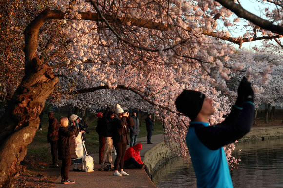 만개한 벚꽃을 사진에 담는 사람들이 24일(현지시간) 미국 워싱턴 D.C.의 타이달 베이슨을 따라 걸으며 구경하고 있다. 국립공원관리청에 따르면 벚꽃은 앞으로 며칠 안에 절정에 달할 것으로 예상된다. 게티 AFP 연합뉴스