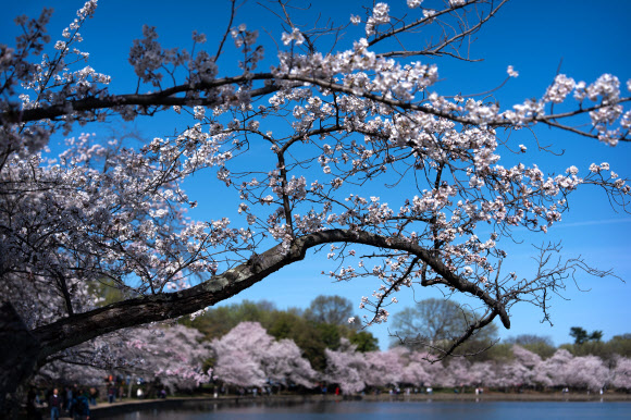 벚꽃이 24일(현지시간) 미국 워싱턴 D.C.의 타이달 베이슨을 따라 만개했다. 국립공원관리청에 따르면 벚꽃은 앞으로 며칠 안에 절정에 달할 것으로 예상된다. AP 연합뉴스