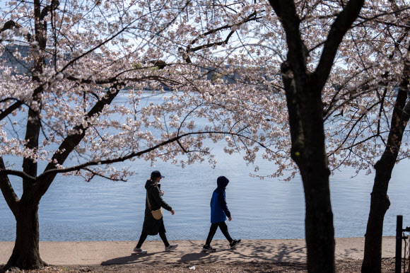 만개한 벚꽃을 구경하는 사람들이 24일(현지시간) 미국 워싱턴 D.C.의 타이달 베이슨을 따라 걷고 있다. 국립공원관리청에 따르면 벚꽃은 앞으로 며칠 안에 절정에 달할 것으로 예상된다. AP 연합뉴스