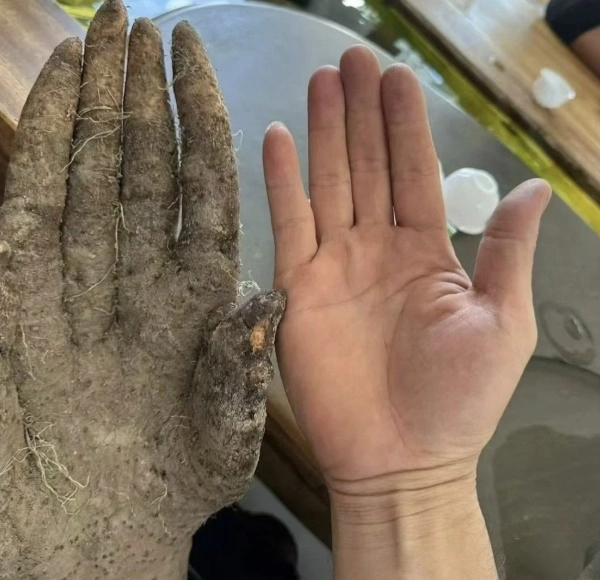 중국에서 한 농부가 밭에서 수확한 참마가 사람의 손과 흡사한 형태로 화제가 되고 있다. MS NEWS 캡처