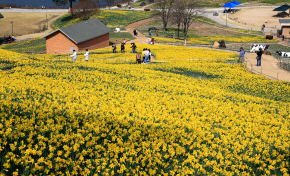 26일 오후 전남 구례군 산동면 지리산 치즈랜드를 찾은 상춘객들이 활짝 핀 수선화를 감상하며 산책하고 있다. 2026.3.26. 구례군 제공