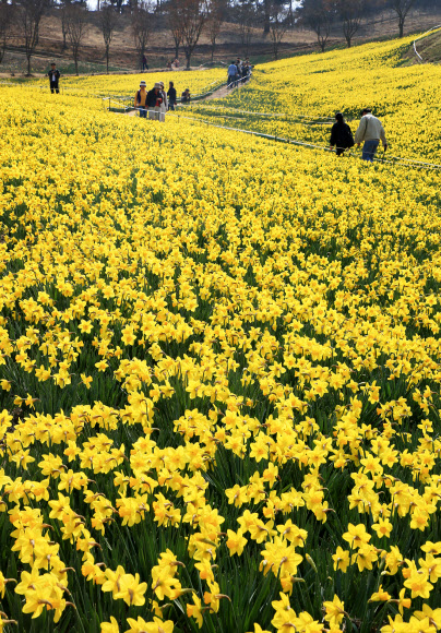 26일 오후 전남 구례군 산동면 지리산 치즈랜드를 찾은 상춘객들이 활짝 핀 수선화를 감상하며 산책하고 있다. 2026.3.26. 구례군 제공