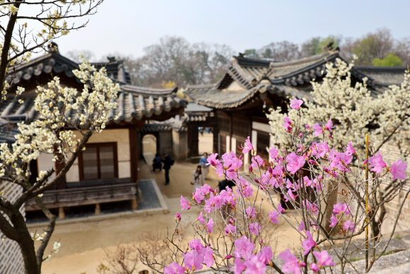 27일 서울 종로구 창덕궁 낙선재에 진달래와 매화 등 봄꽃이 피어 있다. 2026.3.27 연합뉴스