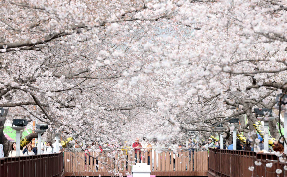 국내 최대 봄꽃 축제 ‘진해군항제’ 개막일인 27일 오후 경남 창원시 진해구 여좌천 일대를 찾은 관광객이 벚꽃을 구경하며 봄기운을 만끽하고 있다.  이날 진해구 최고기온은 22도를 기록했다. 2026.3.27 연합뉴스