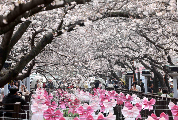 국내 최대 봄꽃 축제 ‘진해군항제’ 개막일인 27일 오후 경남 창원시 진해구 여좌천 일대를 찾은 관광객이 벚꽃을 구경하며 봄기운을 만끽하고 있다.  이날 진해구 최고기온은 22도를 기록했다. 2026.3.27 연합뉴스