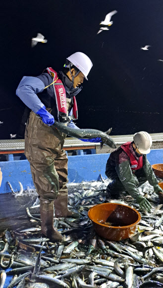 더불어민주당 정청래 대표가 28일 새벽 경북 영덕 앞바다에서 조업에 참여해 잡은 물고기를 옮기고 있다. 2026.3.28  국회기자단 공동취재