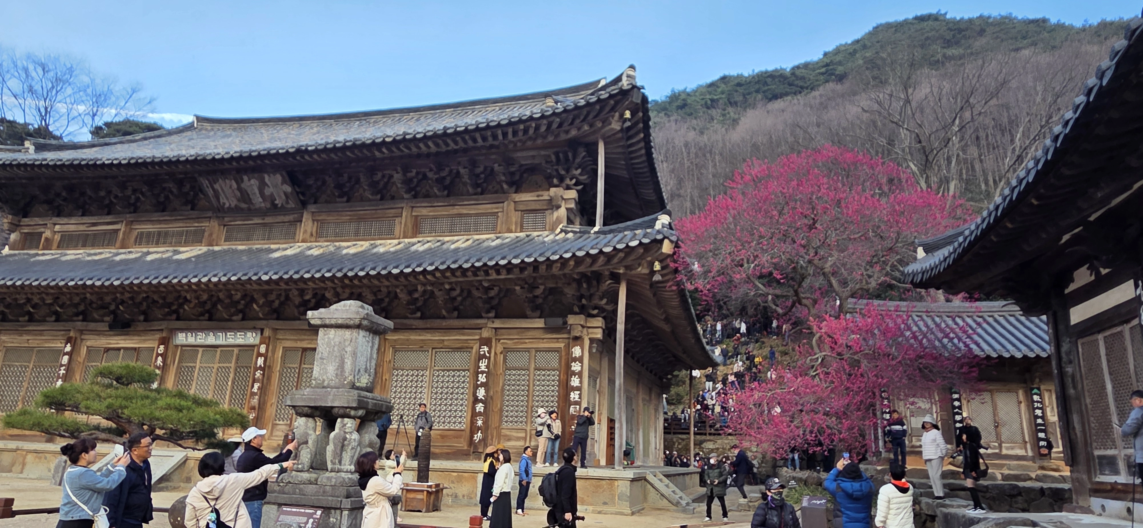 구례 화엄사 화엄매
