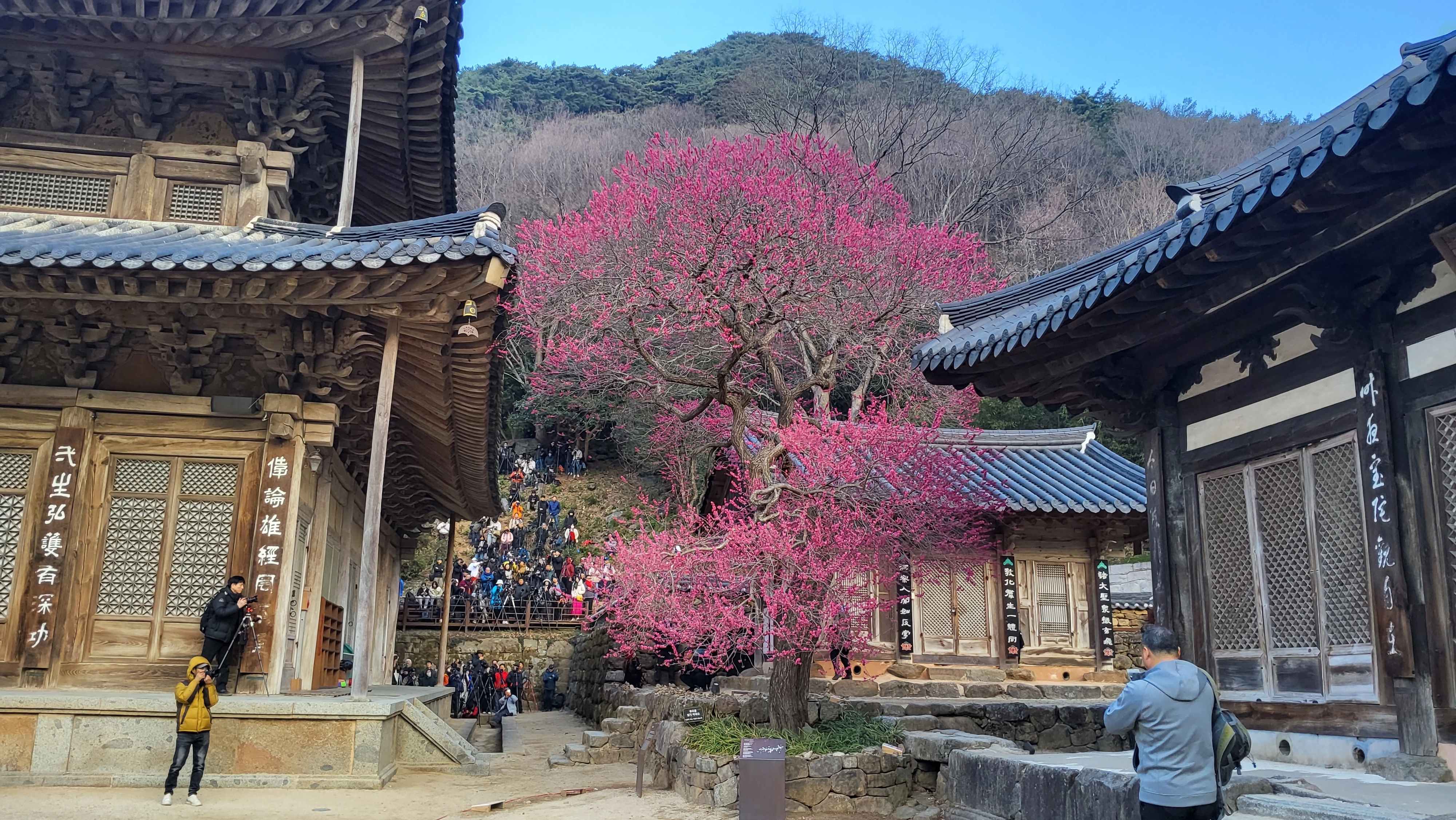 구례 화엄사 화엄매