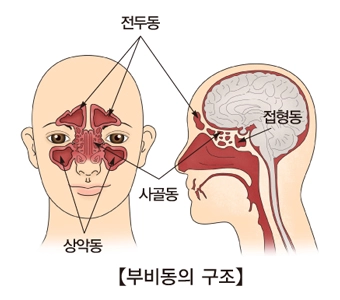 부비동의 구조를 설명하는 해부도. 출처 서울아산병원