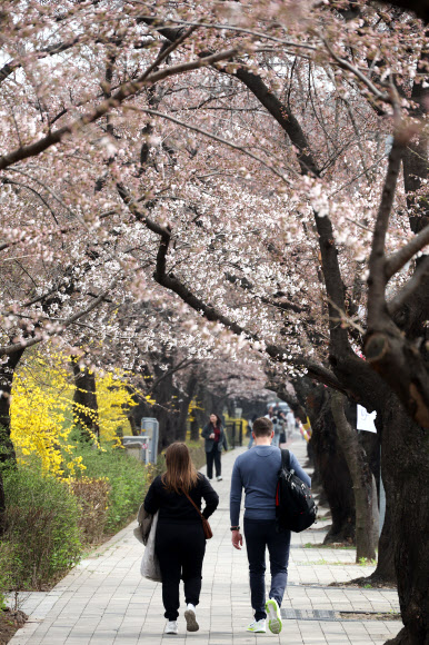 30일 서울 여의도 윤중로 벚꽃길에 벚꽃이 피어있다. 2026.3.30  연합뉴스