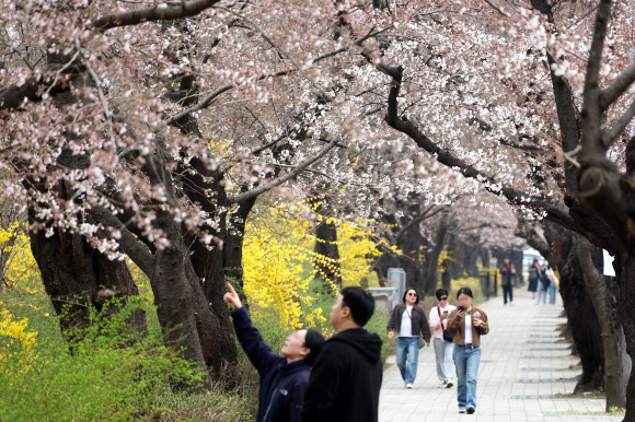 30일 서울 여의도 윤중로 벚꽃길에 벚꽃이 피어있다. 2026.3.30  연합뉴스