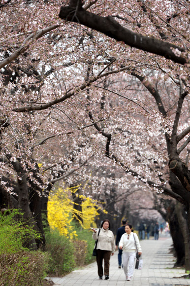 30일 서울 여의도 윤중로 벚꽃길에 벚꽃이 피어있다. 2026.3.30  연합뉴스