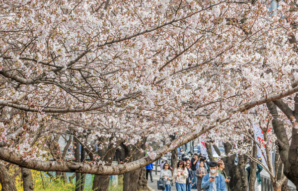 연일 온화한 날씨가 이어진 30일 서울 영등포구 윤중로 벚꽃길을 찾은 관광객들이 벚꽃을 구경하고 있다. 이날 산림청과 기상청에 따르면 서울 벚꽃은 평년보다 10일 빠르게 개화했다. 2026.3.30 뉴스1