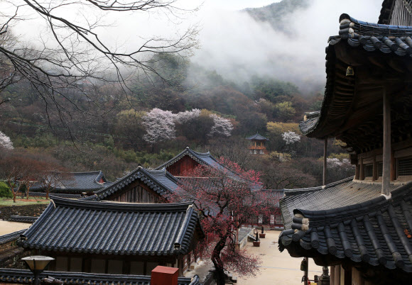 봄비가 그친 31일 오전 전남 구례군 마산면 화엄사 경내에 천연기념물 홍매화와 벚꽃이 활짝 피어 아름다운 풍경을 선보이고 있다. 2026.3.31  구례군 제공