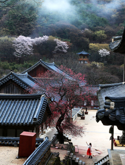봄비가 그친 31일 오전 전남 구례군 마산면 화엄사 경내에 천연기념물 홍매화와 벚꽃이 활짝 피어 아름다운 풍경을 선보이고 있다. 2026.3.31  구례군 제공