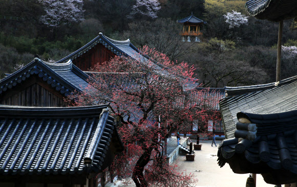 봄비가 그친 31일 오전 전남 구례군 마산면 화엄사 경내에 천연기념물 홍매화가 햇살 아래 자태를 드러내고 있다. 홍매화 개화에 맞춰 홍매화?들매화 사진 콘테스트를 진행 중인 화엄사는 작품 접수 기간을 오는 5일까지로 연장했다. 2026.3.31  구례군 제공