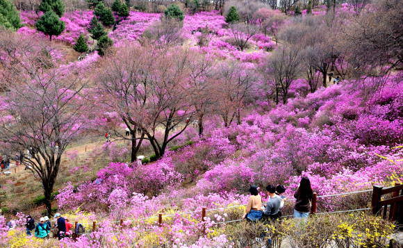 화창한 봄 날씨를 보인 31일 경기도 부천시 원미산 진달래동산을 찾은 시민들이 활짝 핀 진달래꽃을 감상하며 봄 정취를 만끽하고 있다. 2026.3.31  연합뉴스