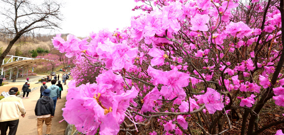 화창한 봄 날씨를 보인 31일 경기도 부천시 원미산 진달래동산을 찾은 시민들이 활짝 핀 진달래꽃을 감상하며 봄 정취를 만끽하고 있다. 2026.3.31  연합뉴스