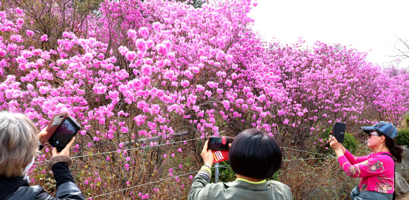 화창한 봄 날씨를 보인 31일 경기도 부천시 원미산 진달래동산을 찾은 시민들이 활짝 핀 진달래꽃을 감상하며 봄 정취를 만끽하고 있다. 2026.3.31  연합뉴스