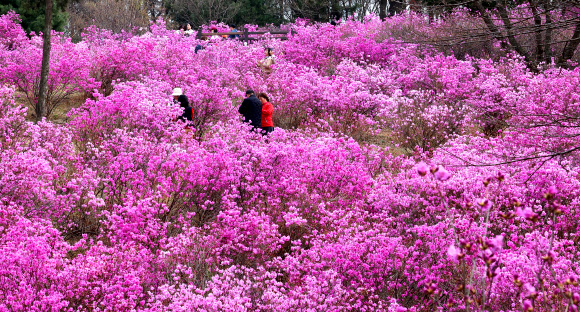 화창한 봄 날씨를 보인 31일 경기도 부천시 원미산 진달래동산을 찾은 시민들이 활짝 핀 진달래꽃을 감상하며 봄 정취를 만끽하고 있다. 2026.3.31  연합뉴스
