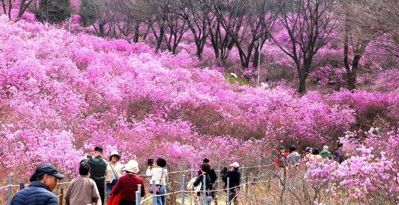 화창한 봄 날씨를 보인 31일 경기도 부천시 원미산 진달래동산을 찾은 시민들이 활짝 핀 진달래꽃을 감상하며 봄 정취를 만끽하고 있다. 2026.3.31  연합뉴스