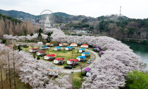 1일 광주 북구 우치공원과 패밀리랜드 캠핑장 주변에 하얀 벚꽃이 흐드러지게 피어 있다. 2026.4.1 연합뉴스