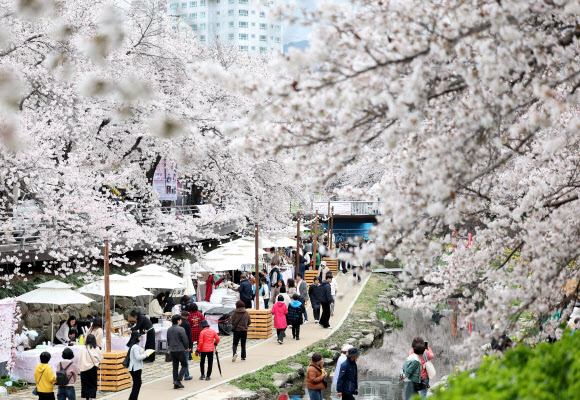1일 울산시 남구 무거천에서 시민이 만개한 벚꽃을 감상하고 있다. 2026.4.1 연합뉴스