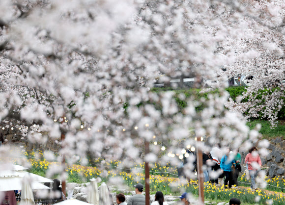 1일 울산시 남구 무거천에서 시민이 만개한 벚꽃을 감상하고 있다. 2026.4.1 연합뉴스